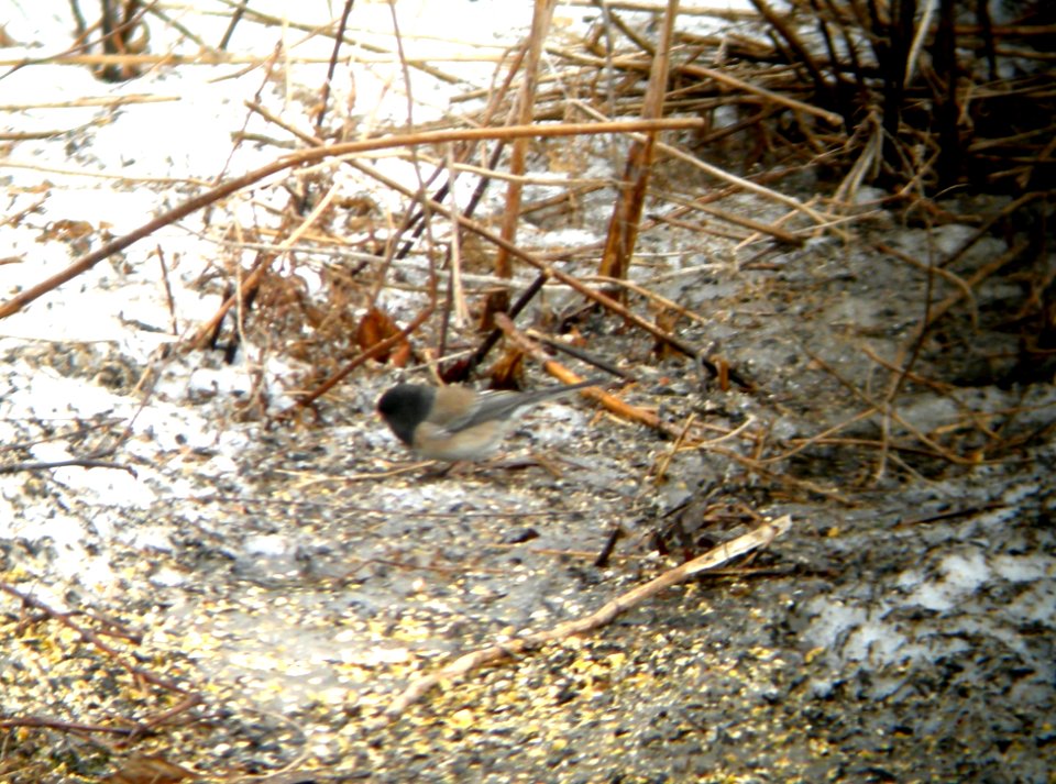 DSCN2681 c Dark-eyed Junco (Oregon race) Kankakee IL 3-11-2014 (Photo thru bins)