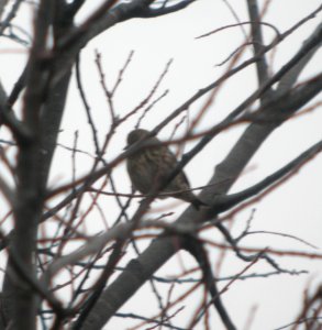 DSCN4751 c Pine Siskin Willow Slough FWA IN 10-29-2014