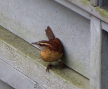 IMG 0854 c Carolina Wren Kankakee IL 12-24-2014 photo