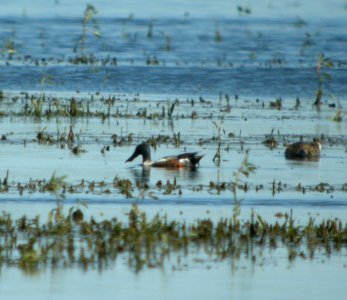 DSCN3896 c N. Shoveler Kankakee Co IL 6-27-12