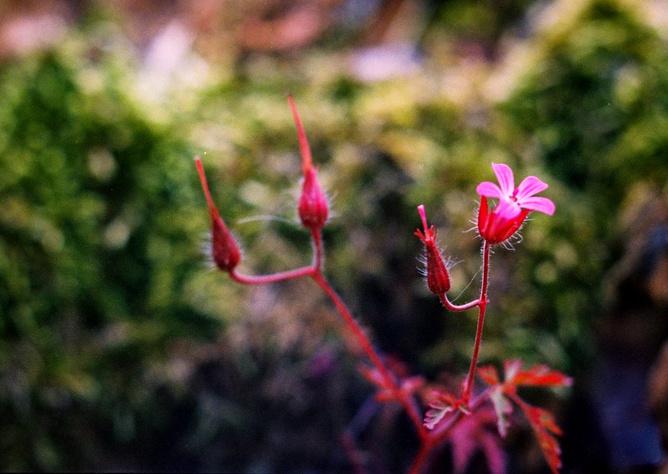 Exa + Tessar 2,8/50 - Transience Cycle