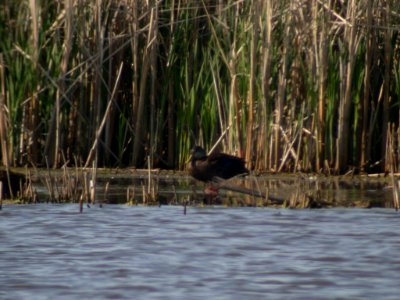 Dscn8622 American Black Duck Goose Lake Prairie SP, IL 5-26-03