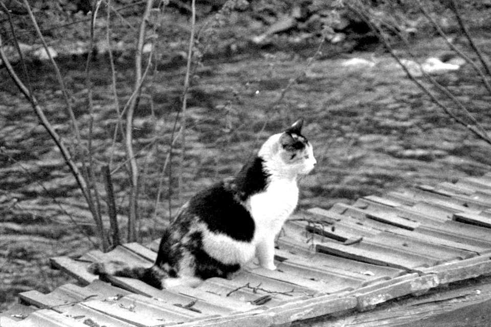 Canon Prima Zoom 80u - Cat Above Svitava River 02