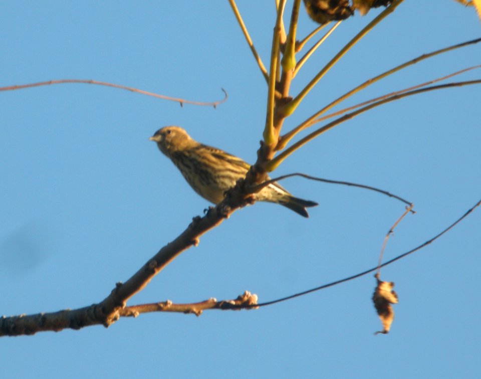 DSCN4689 c Pine Siskin Wind Point WI 10-25-2014
