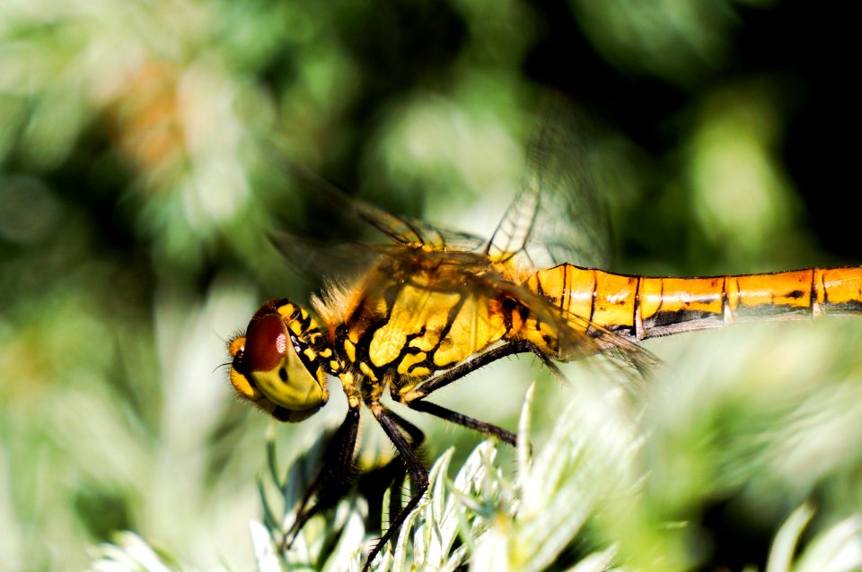 Orange Dragonfly