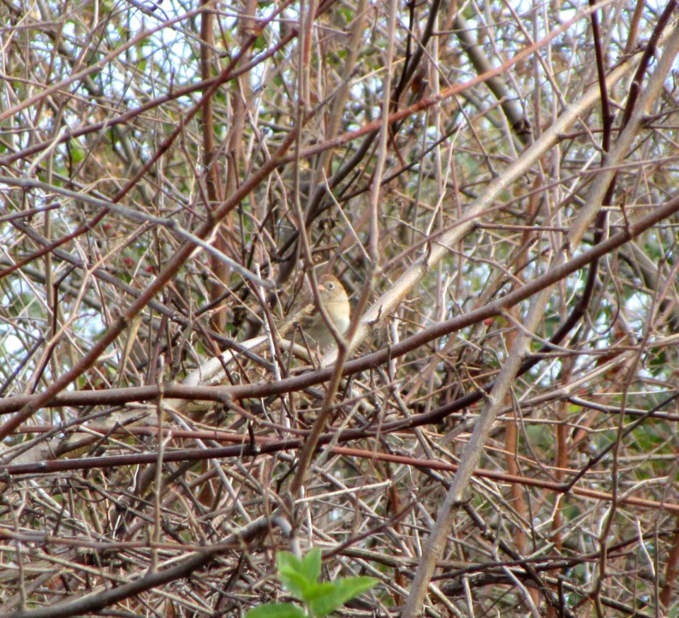 IMG 0568 c Field Sparrow Braidwood Lake IL 11-2-2014