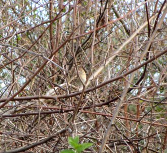 IMG 0568 c Field Sparrow Braidwood Lake IL 11-2-2014