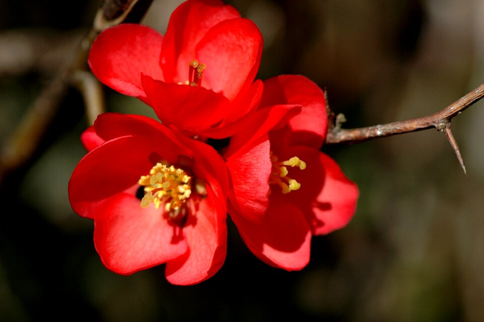 Flower red shrub nature