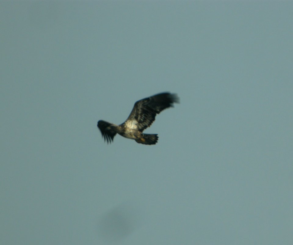 DSCN4842 c Bald Eagle Willow Slough FWA IN 11-10-2014