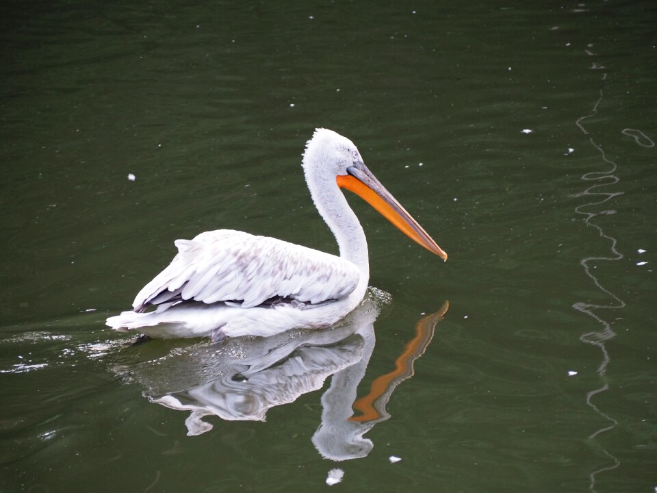 Zoo water bird nature