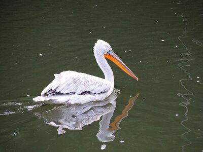 Zoo water bird nature