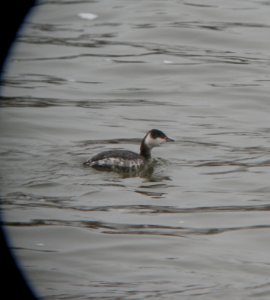 DSCN1660 c Horned Grebe  Kankakee Co IL 1-12-2014