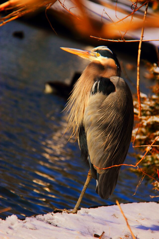 Water animal nature