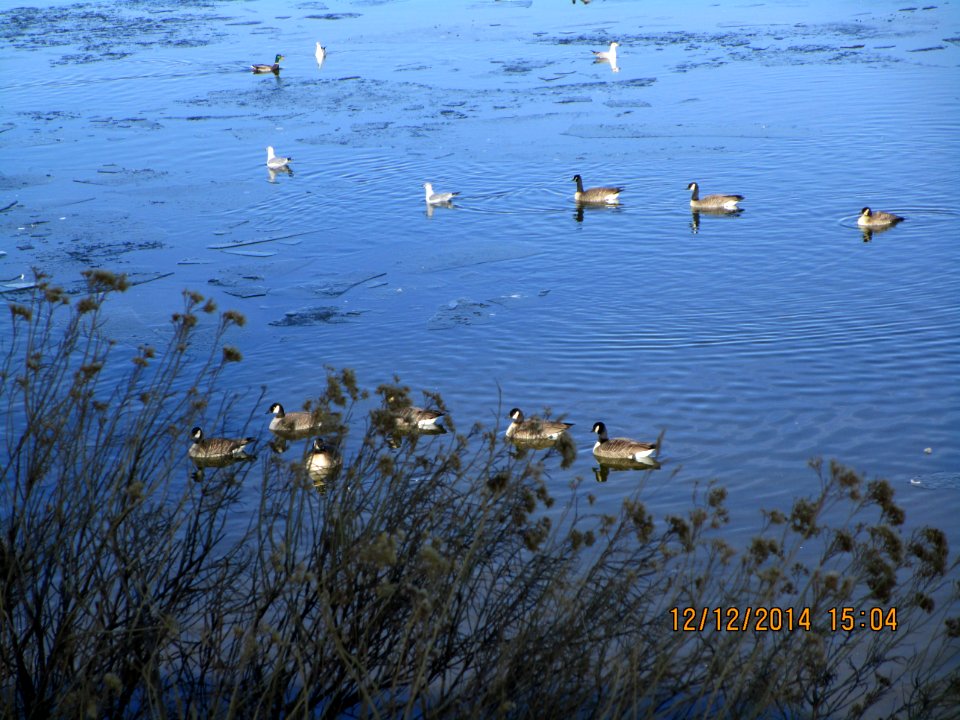 IMG 0800 Cackling Goose Cherry Creek SP CO 12-12-2014