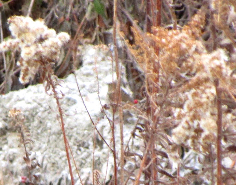 IMG 0735 c Hermit Thrush Braidwood Lake IL 11-28-2014