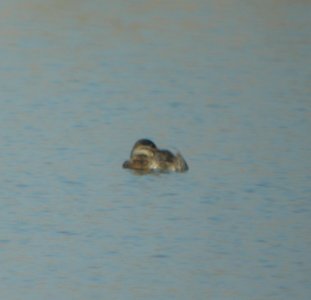 DSCN4598 c Ruddy Duck  Bourbonnais Twp IL 10-24-2014