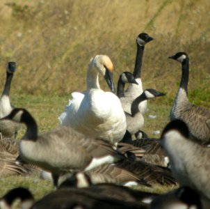 DSCN4529 c Trumpeter Swan  Bourbonnais Twp IL 10-8-2014