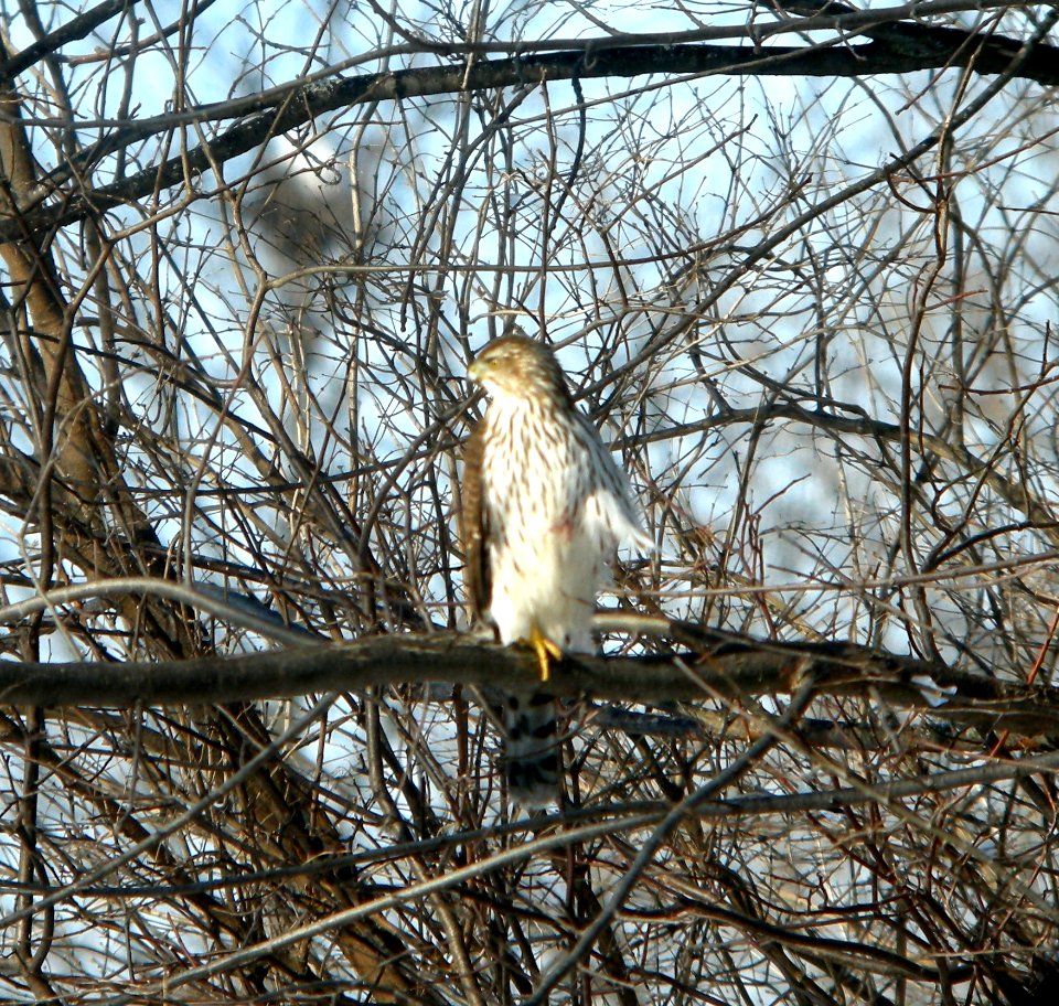 DSCN5540 c Cooper's Hawk  Bourbonnais IL 2-7-2015