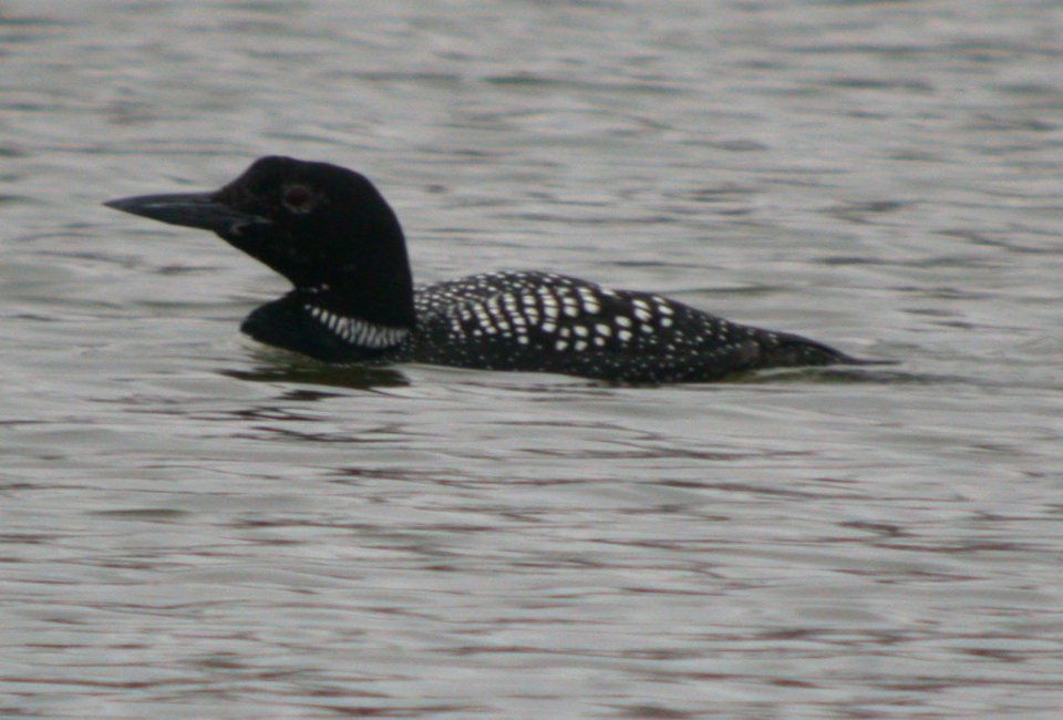 DSCN3343 Common Loon Beckman Park Kankakee IL 3-29-06