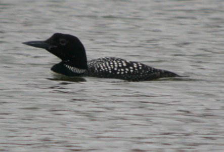 DSCN3343 Common Loon Beckman Park Kankakee IL 3-29-06