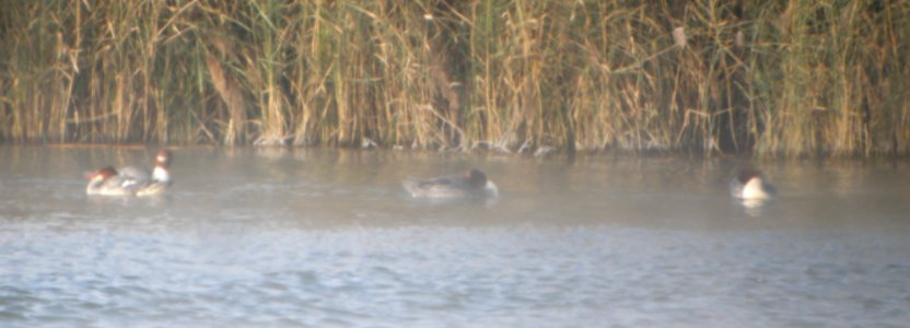 DSCN4914 c Common Merganser Braidwood Lake IL 11-18-2014
