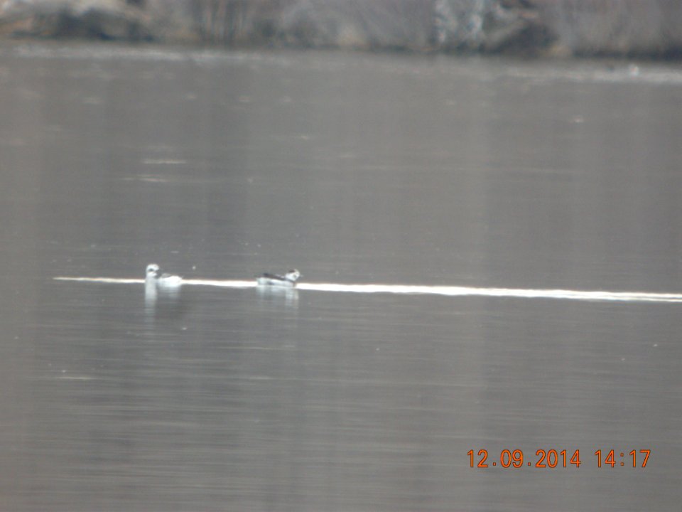 DSCN5259 Long-tailed Duck Cherry Creek SP CO 12-9-2014