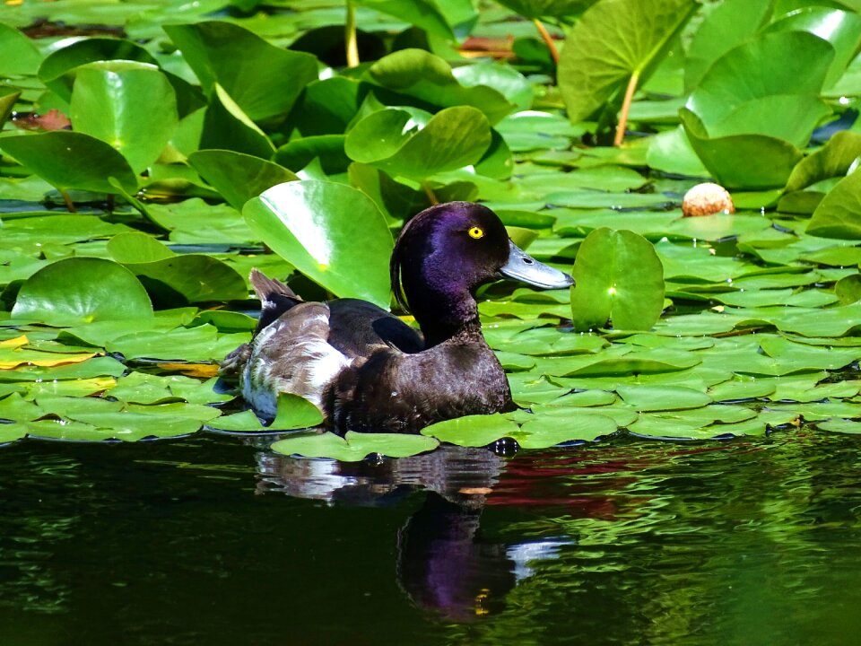 Bird pond nature