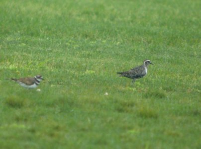 DSCN4127 c American Golden-Plover H & E Sod Momence IL 8-30-2014