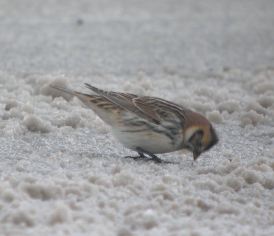DSCN1188 c Lapland Longspur Kankakee Co IL 12-14-2013