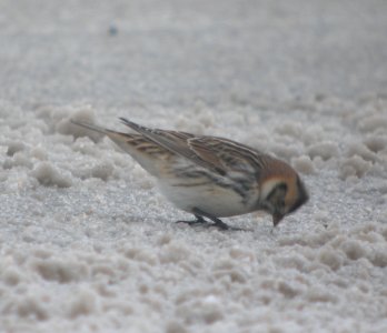 DSCN1188 c Lapland Longspur Kankakee Co IL 12-14-2013