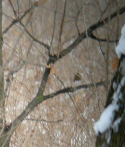 DSCN0387 c Hermit Thrush Kankakee Co IL 1-10-2014