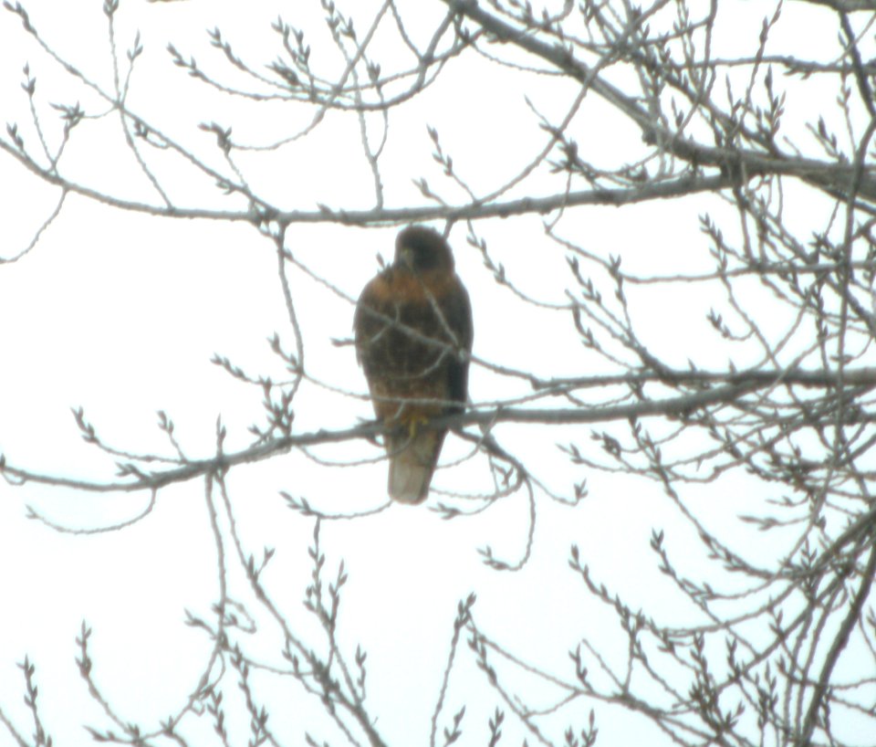 DSCN2504 c Red-tailed Hawk (Western) Grundy Co IL 2-23-2014