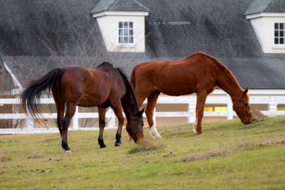 Horses at Wesleyan College