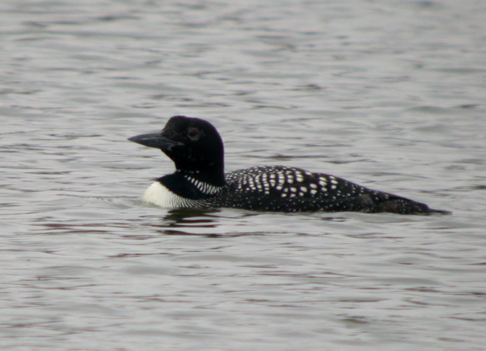 DSCN3348 Common Loon Beckman Park Kankakee IL 3-29-06