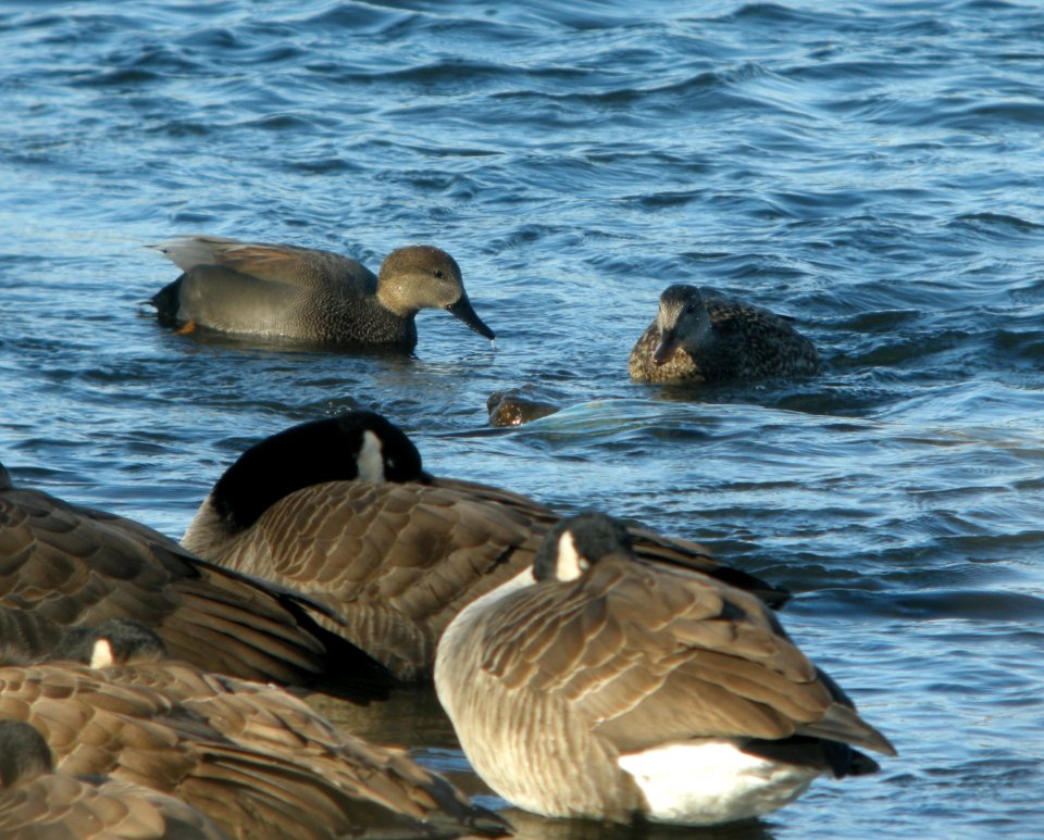 DSCN1082 c Gadwall Kankakee Co IL 12-10-2013