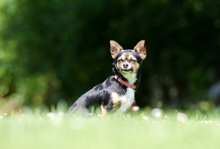 Purebred dog exotic view