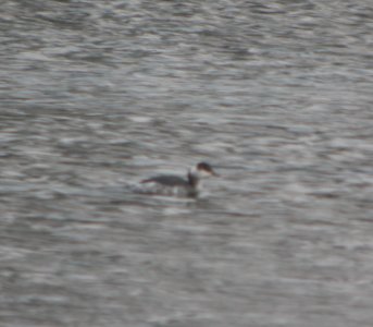 DSCN1629 c Horned Grebe Kankakee Co IL 1-9-2014 photo