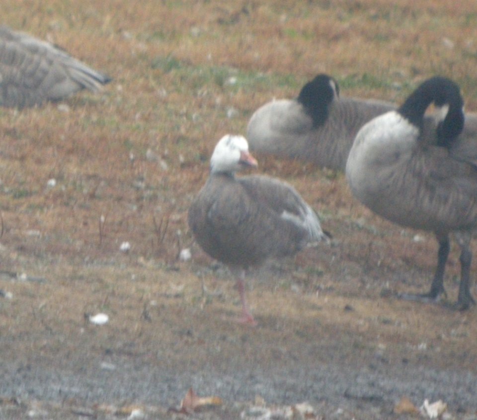 DSCN4787 c Snow Goose   Bourbonnais Twp IL 11-4-2014