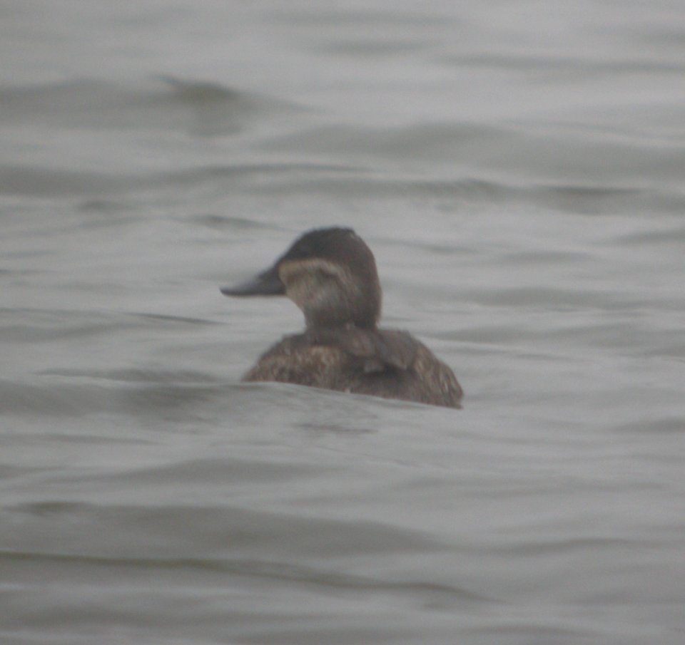DSCN4565 c Ruddy Duck  Bourbonnais Twp IL 10-15-2014