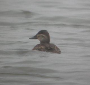 DSCN4565 c Ruddy Duck  Bourbonnais Twp IL 10-15-2014