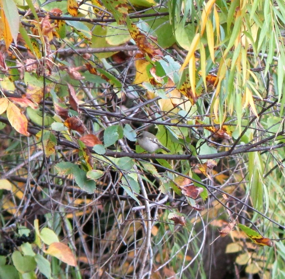 IMG 0367 c Golden-crowned Kinglet  Bourbonnais IL 10-21-2014