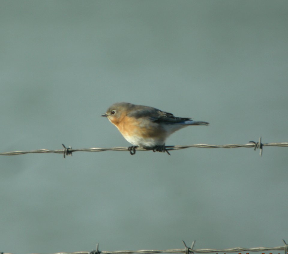 DSCN4781 c Eastern Bluebird Braidwood Lake IL 11-2-2014