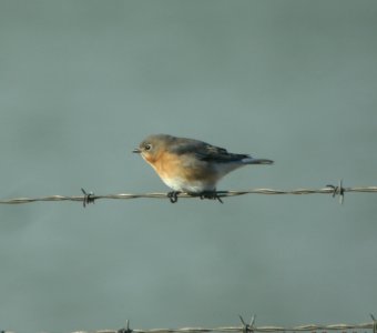 DSCN4781 c Eastern Bluebird Braidwood Lake IL 11-2-2014