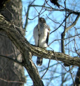 DSCN0666 c Cooper's Hawk Kankakee IL 2-26-2014 (Photo thru Bins)