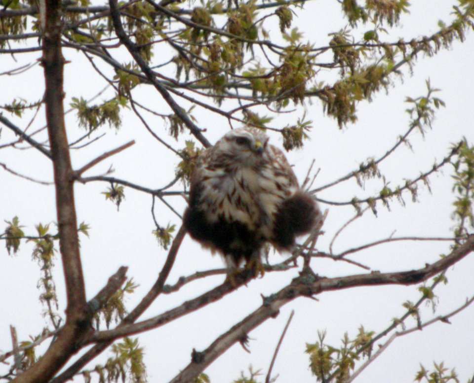 DSCN6475 c Rough-legged Hawk Kankakee Sands IN 4-19-11