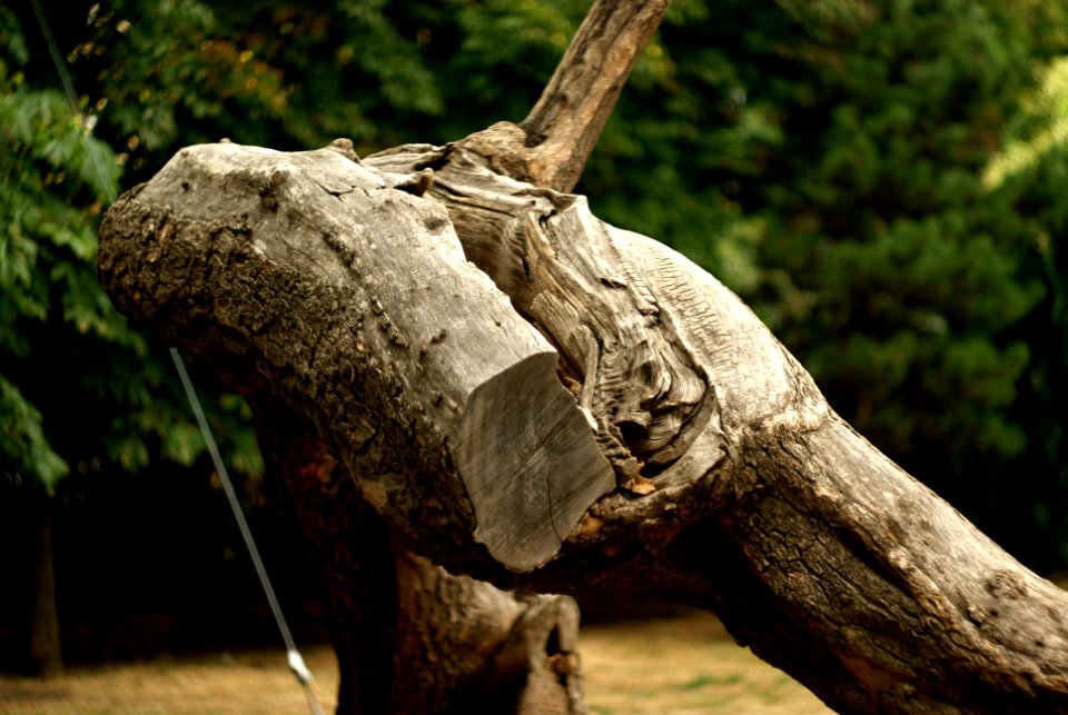 Sony Alpha A230 with Helios-44-2 - Wooden Beast