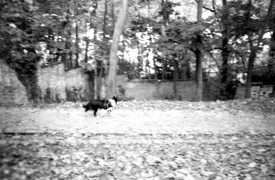 Minolta Hi-Matic G - Doggie