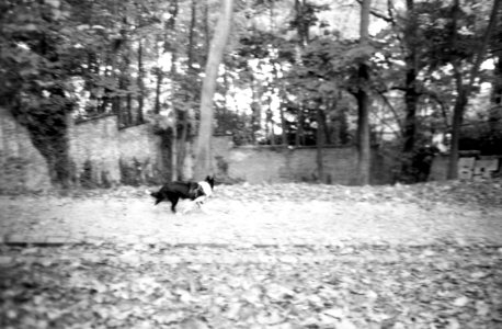 Minolta Hi-Matic G - Doggie