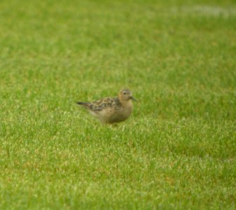 DSCN4313 c Buff-breasted Sandpiper H & E Sod Momence IL 9-11-2014