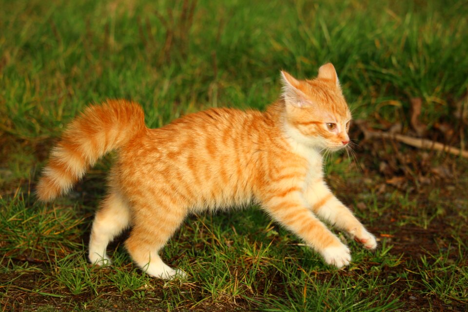 Cat autumn playful